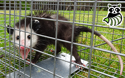 Saratoga County trapping