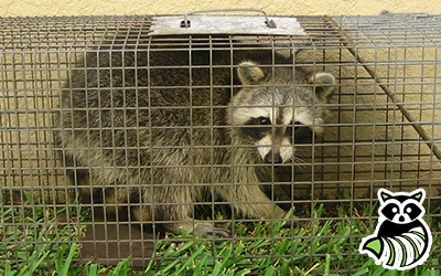 Stillwater trapping